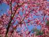 cherryblossoms_small.jpg