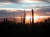 saguarosunset_small.jpg