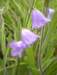 harebells_small.jpg