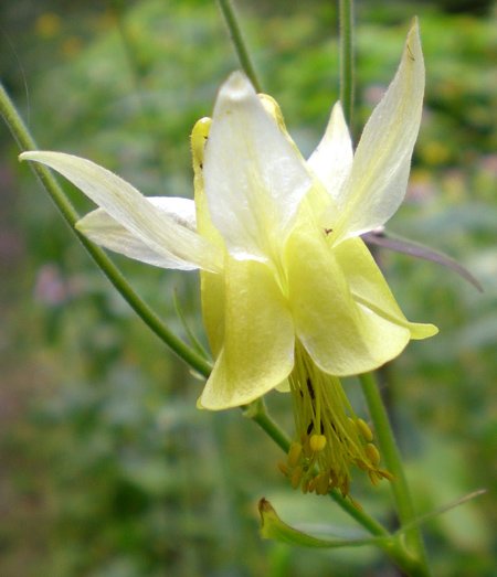 yellowcolumbine.jpg