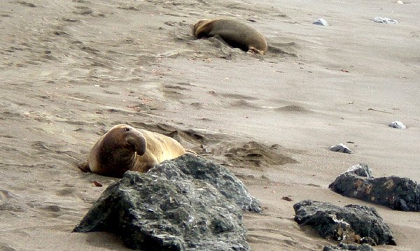 elephantseals.jpg