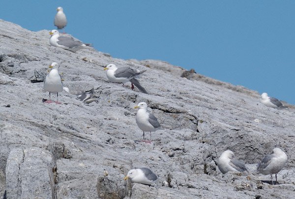 gulls.jpg