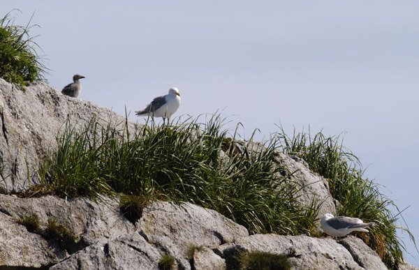 seagullnursery.jpg