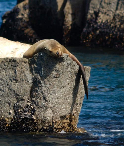 sleepysealion.jpg