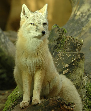 Corsac Fox