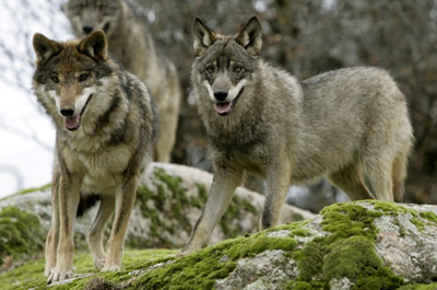 Iberian wolves - by Juan Jos Gonzlez Vega