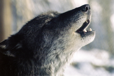 Rami Howling at Mission:Wolf