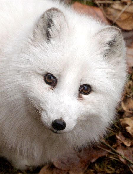 Arctic Fox