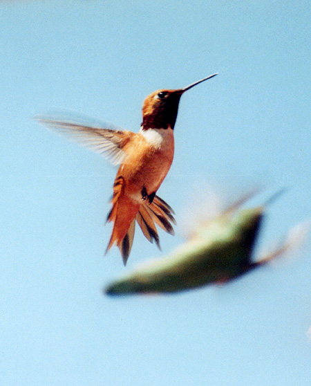 Rufus Hummingbird