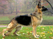 German Shepherd