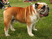 English Bulldog