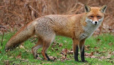 Red Fox - Vulpes vulpes